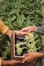 Two people passing a box of freshly harvested eggplants in a lush farm setting.