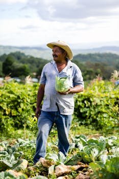 Man holding cabbage in a lush field, depicting a harvest scene under a clear sky.